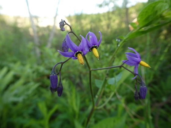 Bittersweet nightshade (Solanum dulcamara)