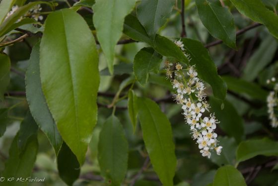Black cherry (Prunus serotina)