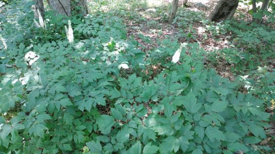 Black cohosh (Actaea racemosa)