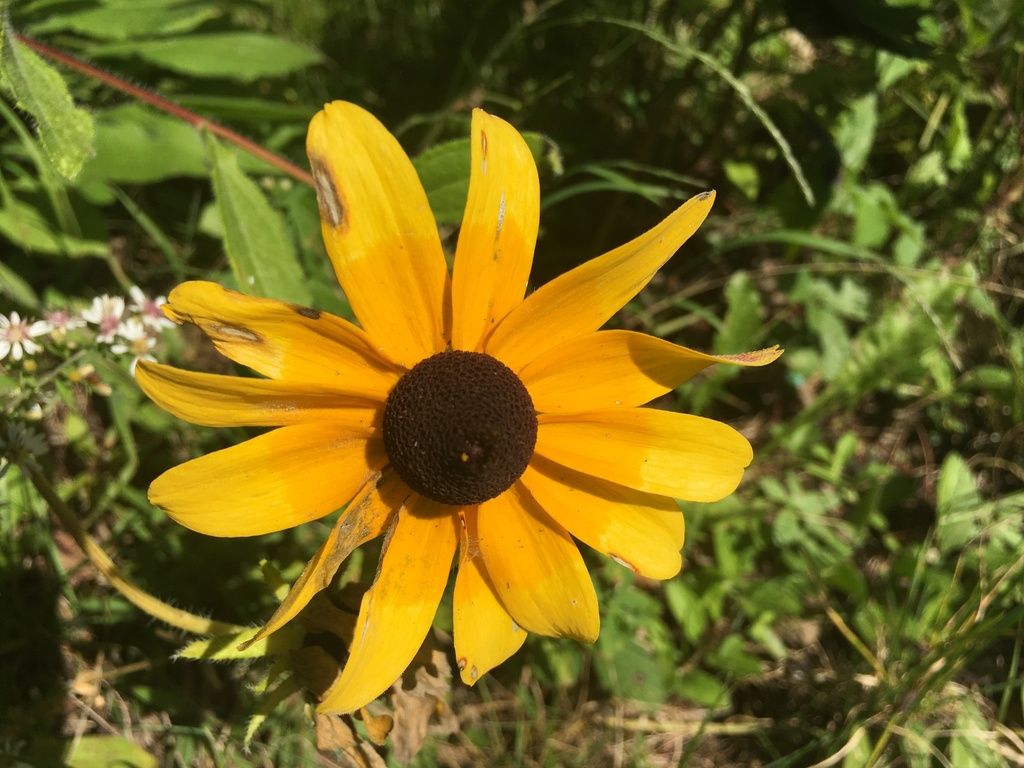 Black-eyed Susan (Rudbeckia hirta)