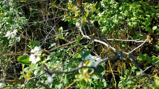 Black hawthorn (Crataegus douglasii)