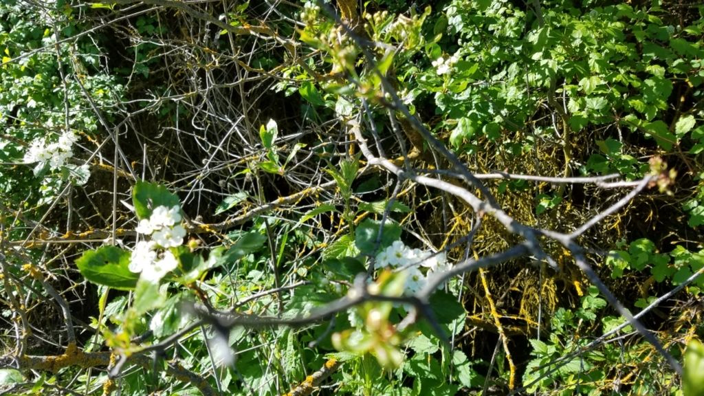 Black hawthorn (Crataegus douglasii)