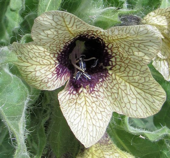 Black henbane (Hyoscyamus niger)