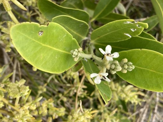 Black mangrove (Avicennia germinans)