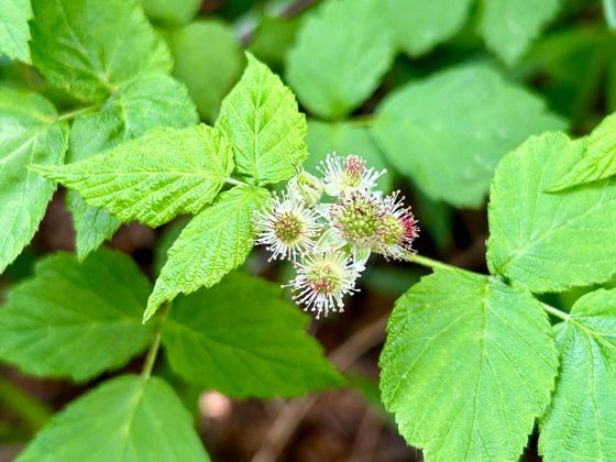 Black raspberry (Rubus occidentalis)