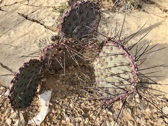 Black-spined pricklypear (Opuntia macrocentra)