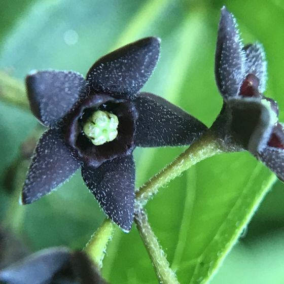 Black swallow-wort (Vincetoxicum nigrum)