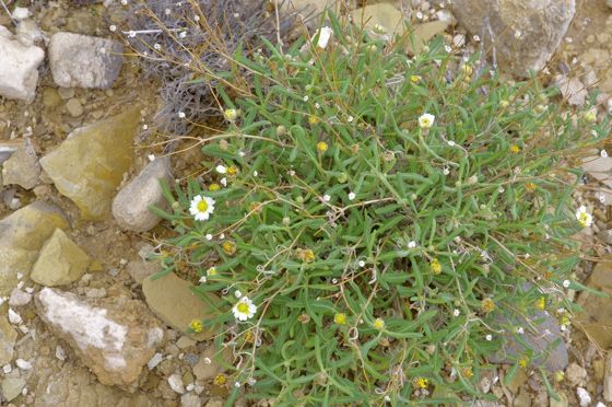 Blackfoot daisy (Melampodium leucanthum)