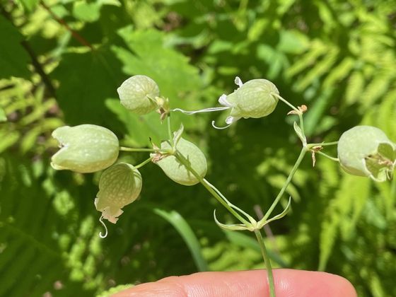 Bladder campion (Silene vulgaris)