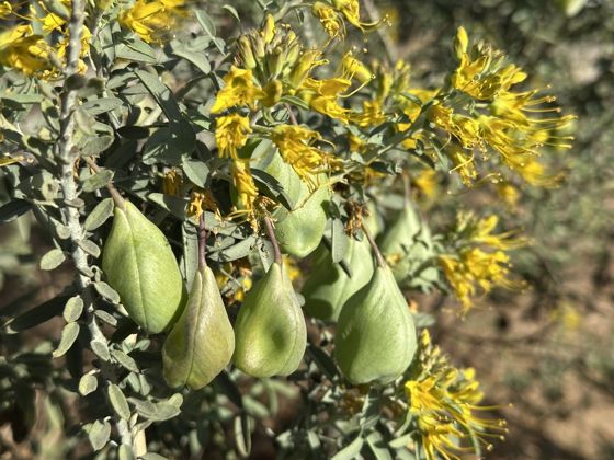 Bladderpod (Cleomella arborea)
