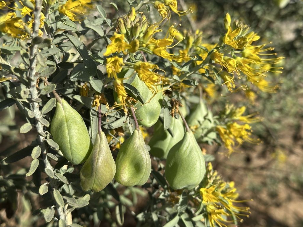 Bladderpod (Cleomella arborea)