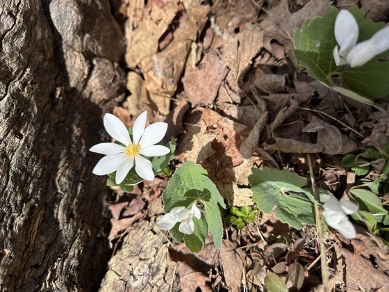 Bloodroot (Sanguinaria canadensis)