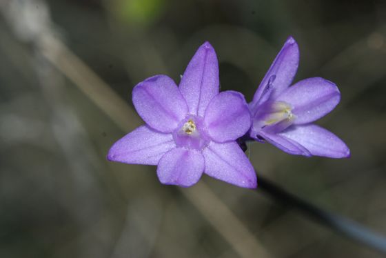 Blue dicks (Dipterostemon capitatus)