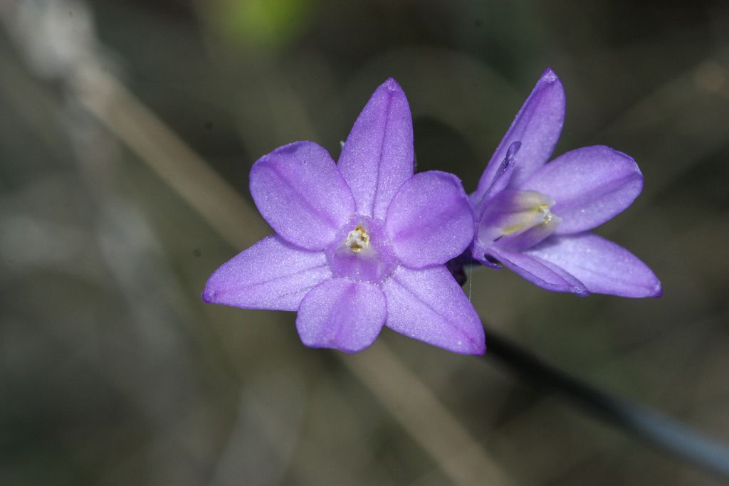 Blue dicks (Dipterostemon capitatus)