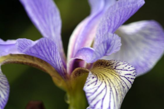 Northern blue flag iris (Iris versicolor)