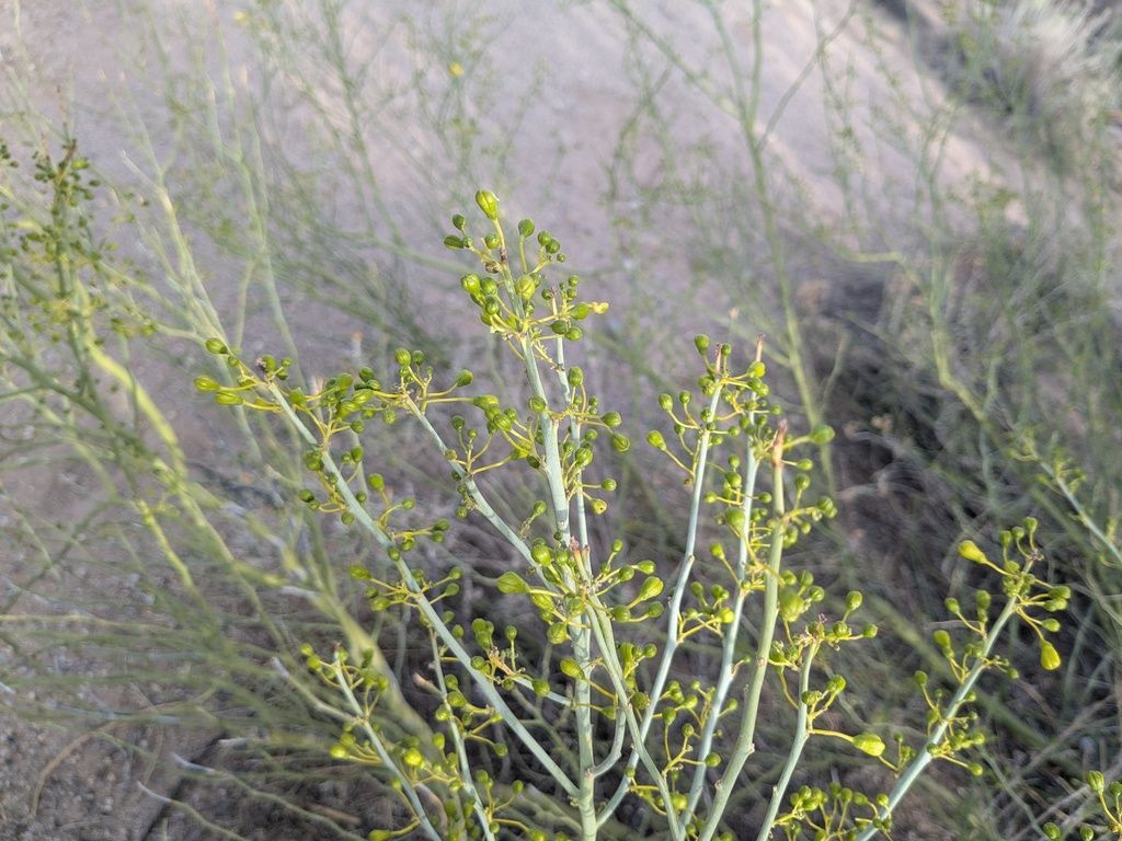 Blue palo verde (Parkinsonia florida)