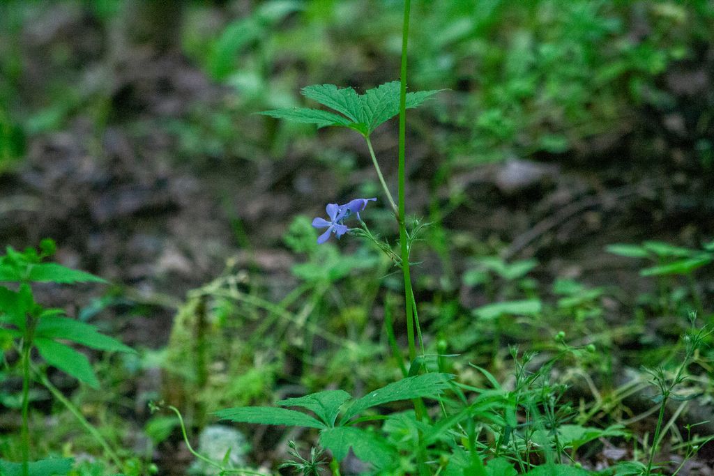 Blue phlox (Phlox divaricata)