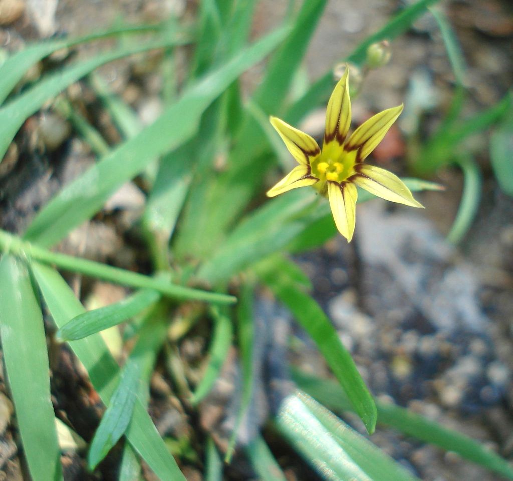 Blue pigroot (Sisyrinchium micranthum)