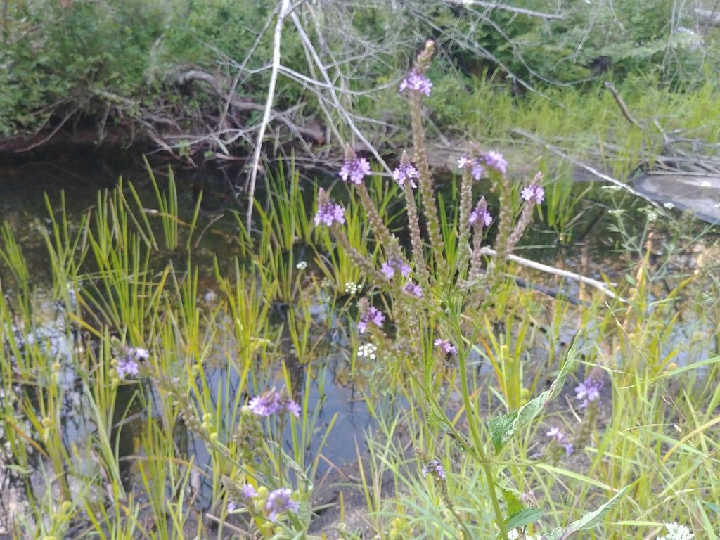 Blue vervain (Verbena hastata)