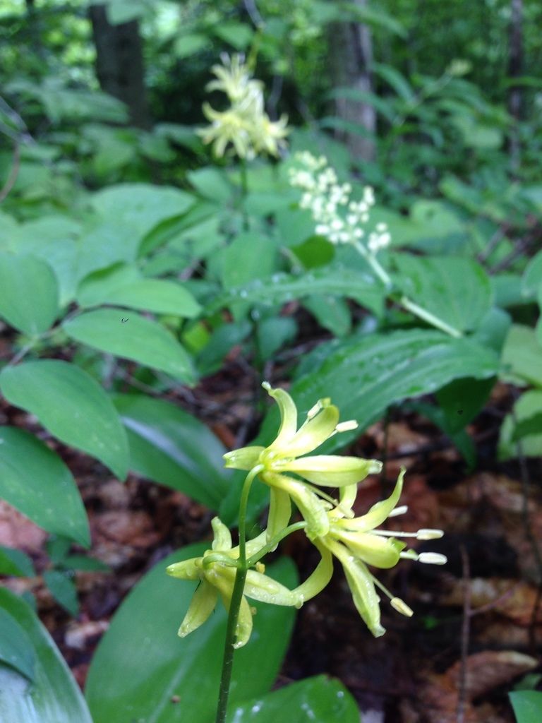 Bluebead lily (Clintonia borealis)