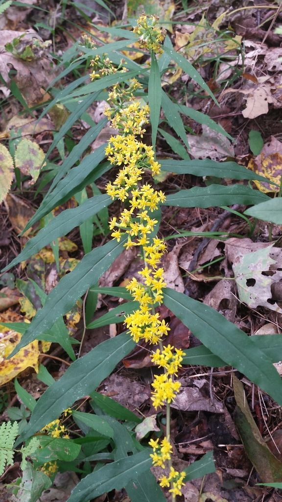 Bluestem goldenrod (Solidago caesia)
