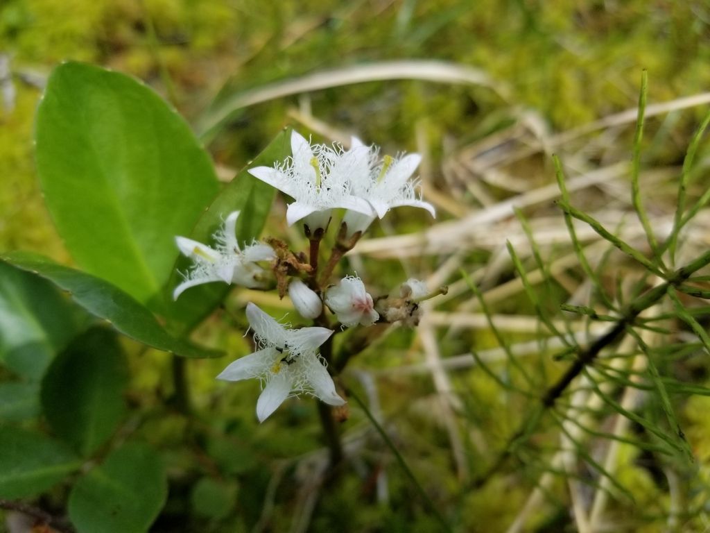 Bogbean (Menyanthes trifoliata)