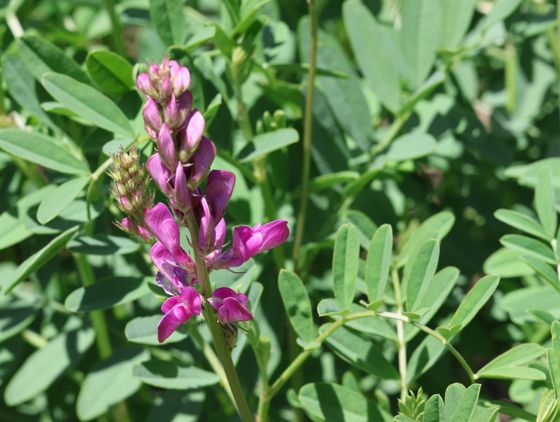 Boreal sweet-vetch (Hedysarum boreale)