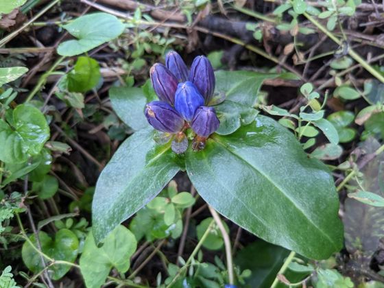 Bottle gentian (Gentiana clausa)