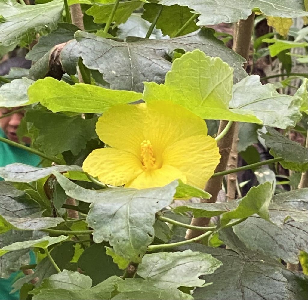 Brackenridge's rosemallow (Hibiscus brackenridgei)