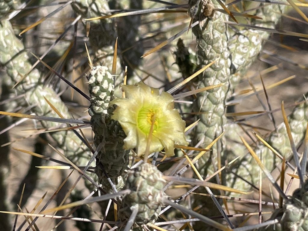 Branched pencil cholla (Cylindropuntia ramosissima)