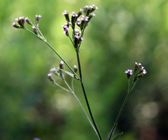 Brazilian vervain (Verbena brasiliensis)