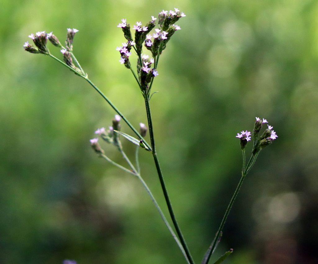 Brazilian vervain (Verbena brasiliensis)
