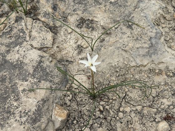Brazos rain-lily (Zephyranthes chlorosolen)