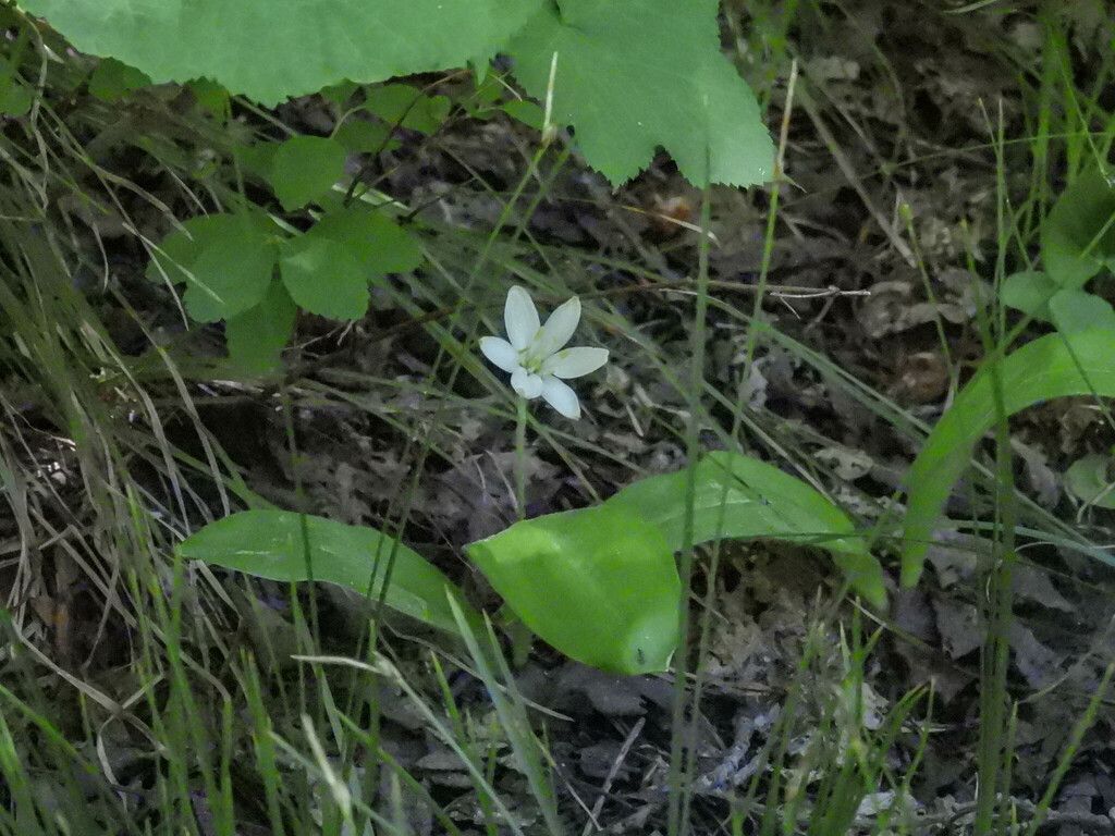 Bride's bonnet (Clintonia uniflora)