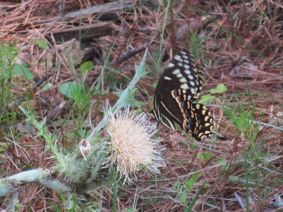 Bristle thistle (Cirsium horridulum)