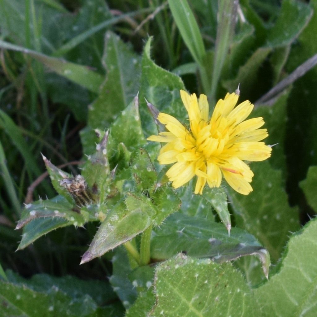 Bristly oxtongue (Helminthotheca echioides)