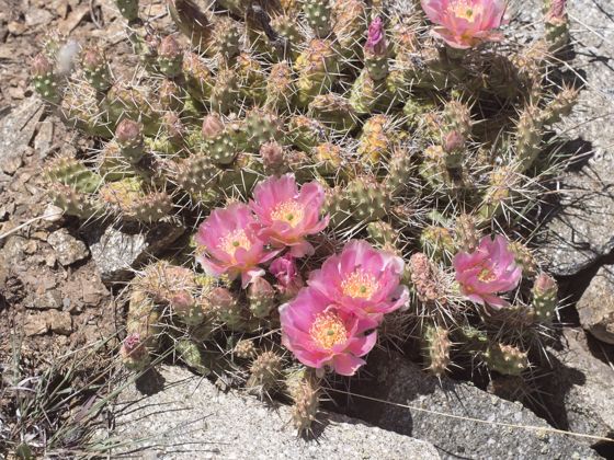 Brittle pricklypear (Opuntia fragilis)