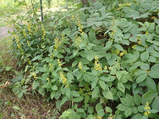 Broad-leaved goldenrod (Solidago flexicaulis)
