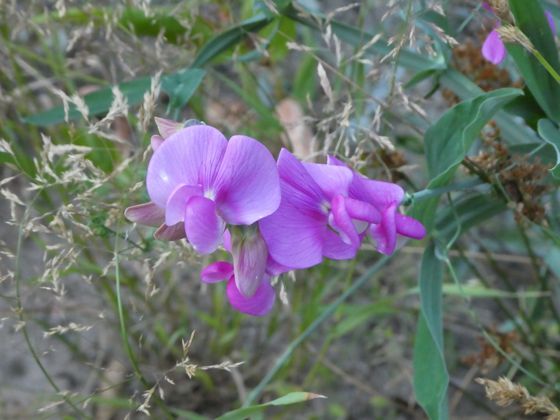 Broad-leaved sweet pea (Lathyrus latifolius)