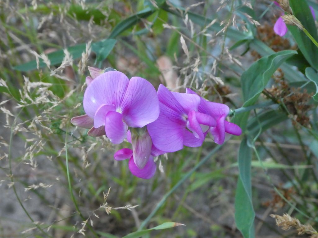 Broad-leaved sweet pea (Lathyrus latifolius)