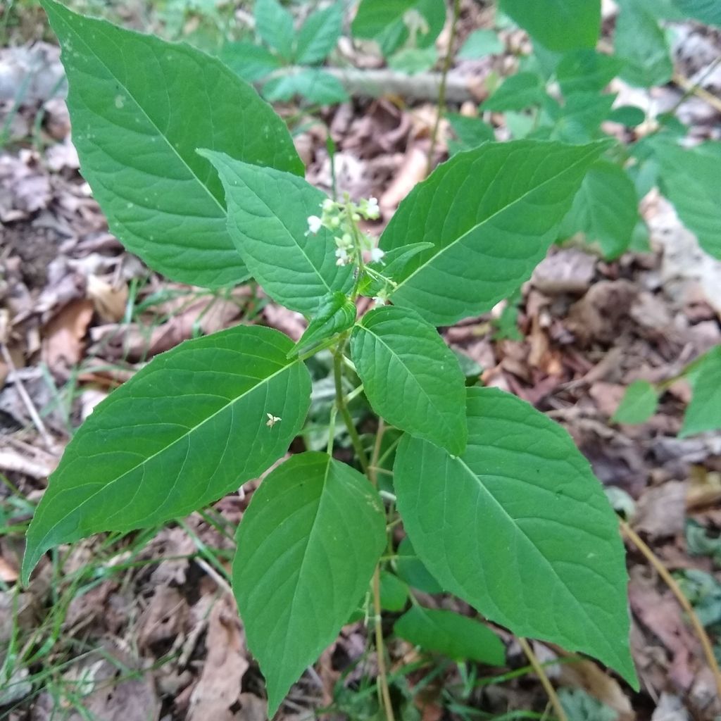 Broadleaf enchanter's nightshade (Circaea canadensis)