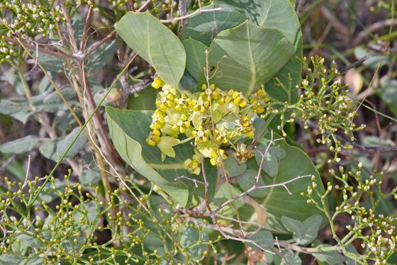 Broadleaf milkweed (Asclepias latifolia)