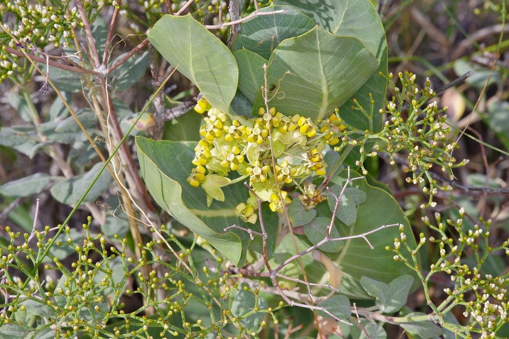 Broadleaf milkweed (Asclepias latifolia)