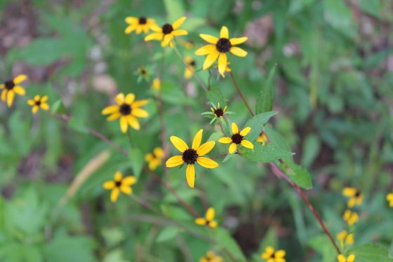 Brown-eyed susan (Rudbeckia triloba)