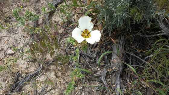 Bruneau mariposa lily (Calochortus bruneaunis)