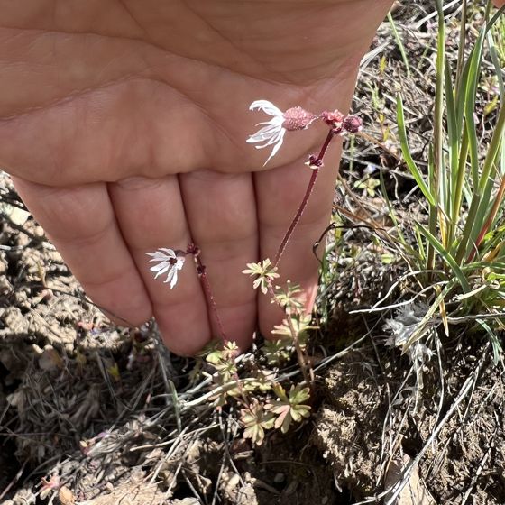Bulbous woodland star (Lithophragma glabrum)
