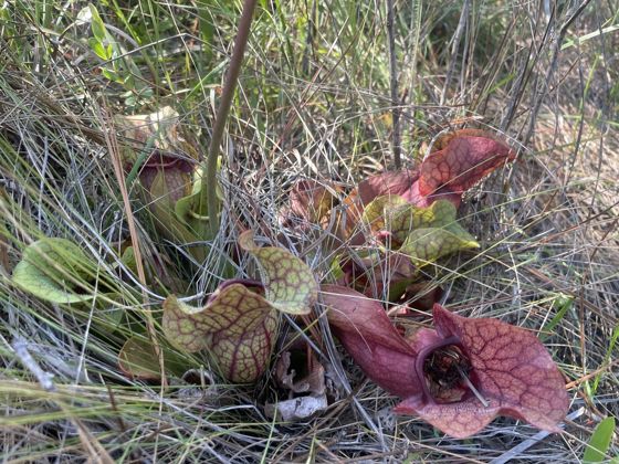 Burk's southern pitcher plant (Sarracenia rosea)