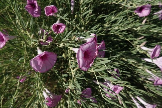Bush morning-glory (Ipomoea leptophylla)