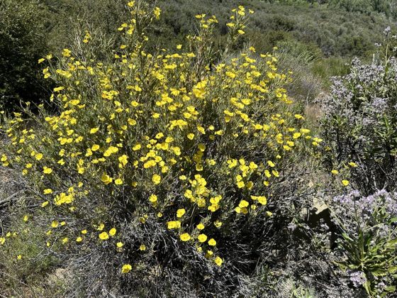 Bush poppy (Dendromecon rigida)