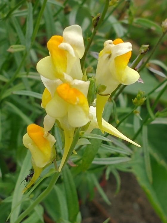 Butter-and-eggs (common toadflax) (Linaria vulgaris)